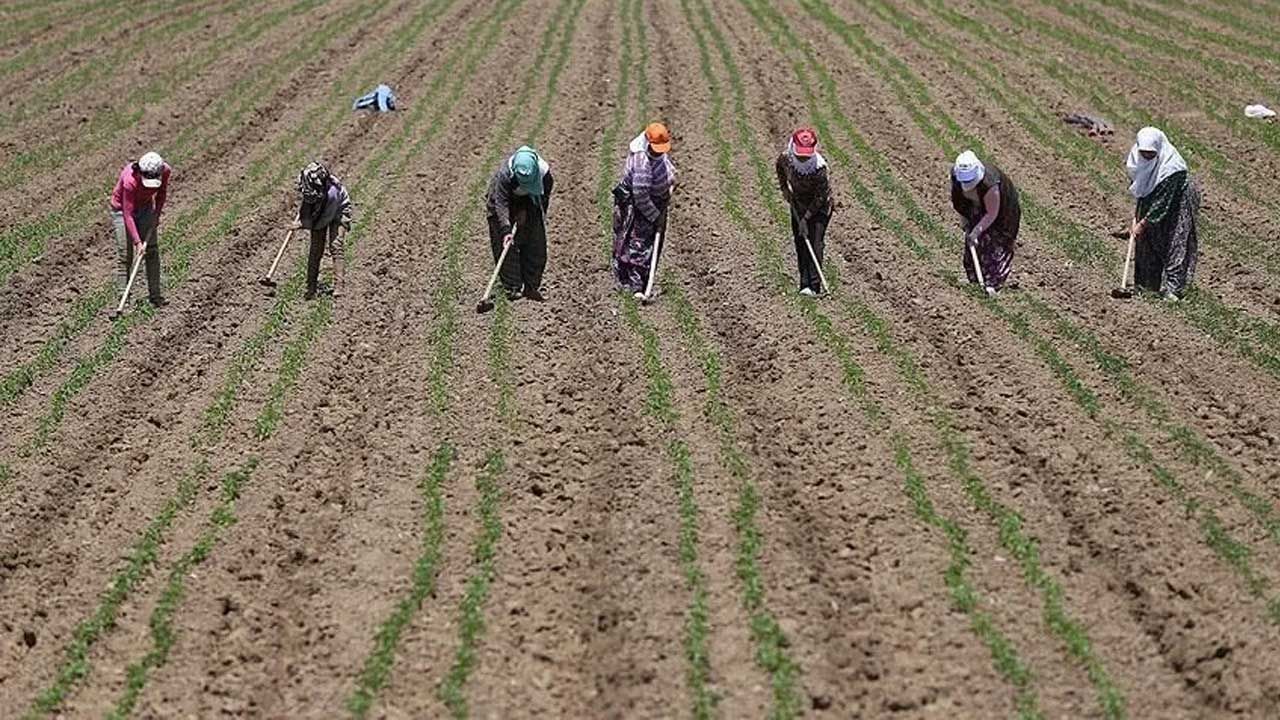 Kadın Çiftçiler Haber Içi