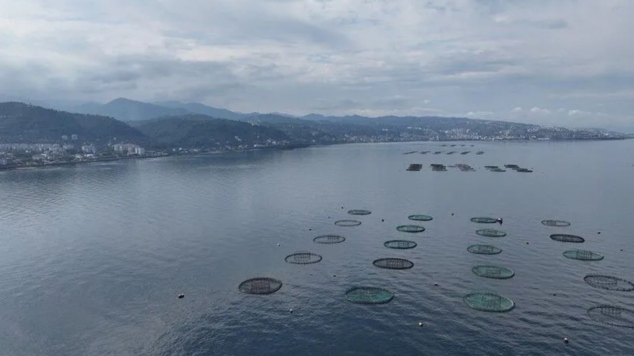 Karadeniz'in Su Ürünleri İhracatı Yüzde 16 Arttı